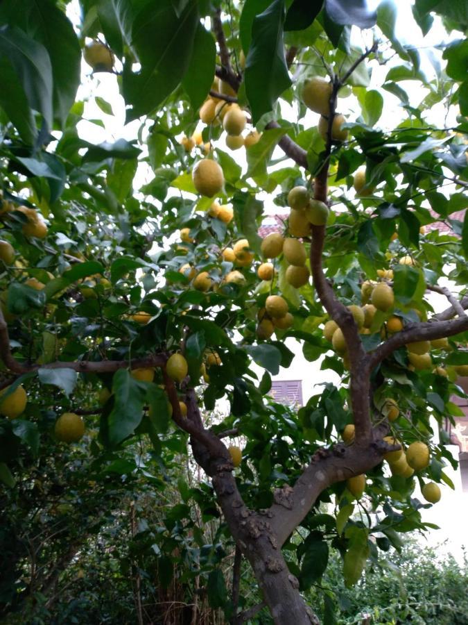Pina Lumbarda